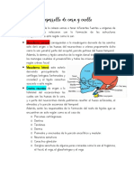 Desarrollo de Cara y Cuello PDF