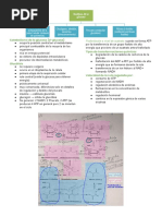 Metabolismo de Los Carbohidratos