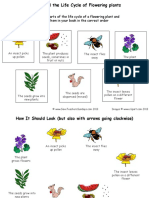 Lesson 5 - Life Cycle of Flowering Plants