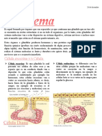 Sistema Endocrino