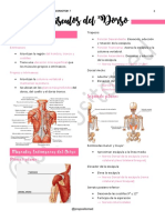 7 - Musculo Del Dorso