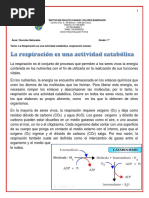 Área: Ciencias Naturales Grado: 7° Tema: La Respiración Es Una Actividad Catabólica, Respiración Celular