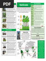 Rainforests Y3