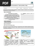 GUÍA DE LABORATORIO 9 REINOS Protista y Fungi
