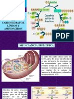 El Ciclo Del Ácido Cítrico