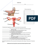 Reproductive System