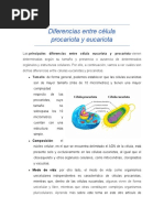 Diferencias Entre Célula Procariota y Eucariota