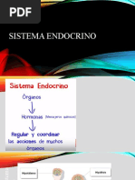 Sistema Endocrino