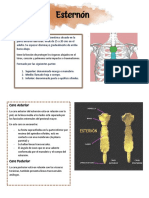 Esternon y Costillas
