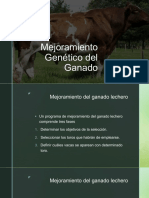 Mejoramiento Genético Del Ganado