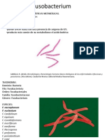 Fusobacterium