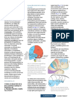 Embriología Del Desarrollo de La Cavidad Oral y Glándulas Salivales