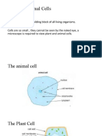 Plant and Animal Cells