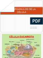 Los Organulos Celulares