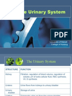 The Urinary System