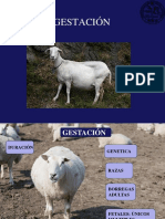 Gestación, Manejo y Destetes.