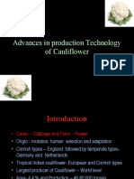 Cauliflower Theory Class