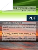 Reproductive System of Mammals