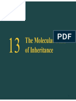 Chapter 13 The Molecular Basis of Inheritance - PPT Slides 2022