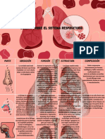 Cuadro de Anatomía Sistema Respiratorio