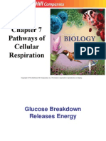 Cellular Respiration