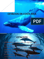 Cetáceos en Costa Rica