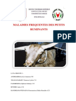 Maladies Frequentes Des Petits Ruminants