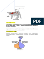 Las Glándulas Endocrinas - JCC