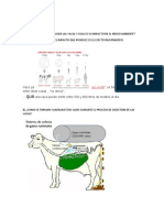 Que Gases Producen Las Vacas y Cual Es Su Impacto en El Medio Ambiente