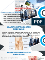 Diapositiva Aparato Reproductor Masculino