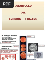 Desarrollo Embrionario 1