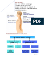 Qué Es El Sistema Nervioso