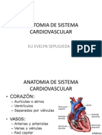 Anatomia de Sistema Cardiovascular