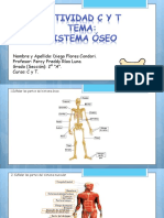 Actividad C y T (Sistema Oseo)