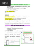 Embriología Del Sistema Digestivo