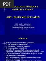 Presentación ADN Bases Moleculares