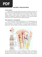 Fisiologia Renal