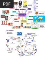 Mapa Mental Parasitologia Eq2