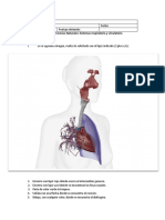 Prueba Sistema Circulatorio y Respiratorio