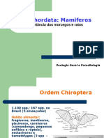 Zoologia - Morcegos e Ratos