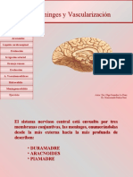Meninge y Vascul