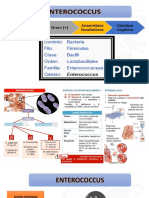 Sesion 4-3 Enterococucus