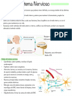 Solemne 1 Fisiología Humana