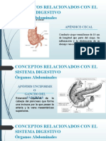 8 Conceptos Relacionados Con El Sistema Digestivo 2