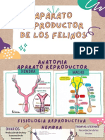 Aparato Reproductor de Los Felinos