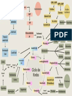 Mapa Metabolico