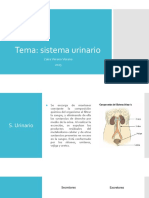 Sistema Urinario