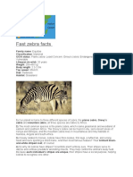 Fast Zebra Facts