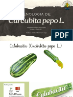 Fenologia de La Calabacita