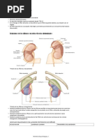 Anatomía Renal